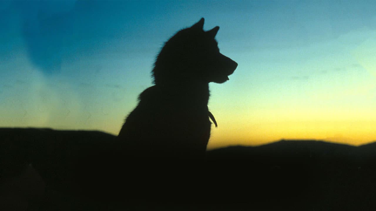 White Fang