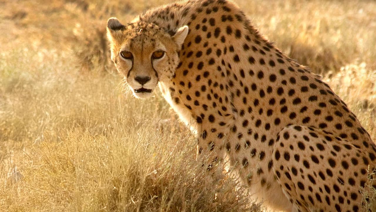 Wild Iran