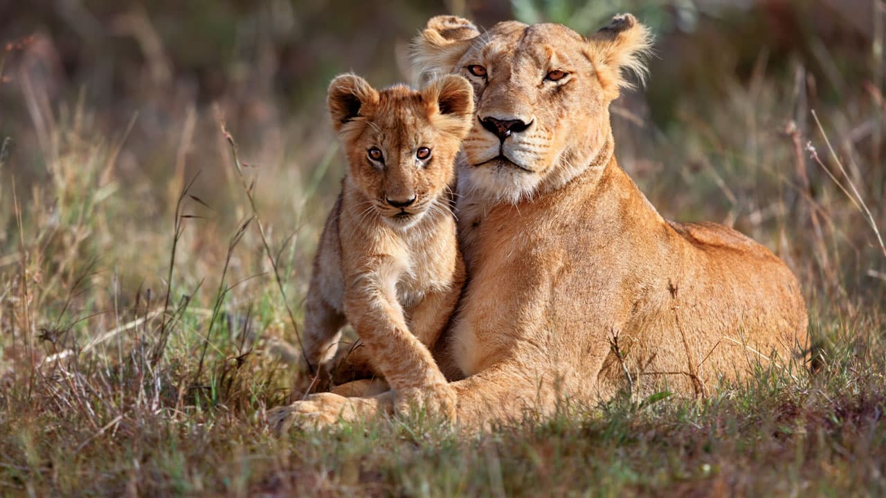 The Lions Rule