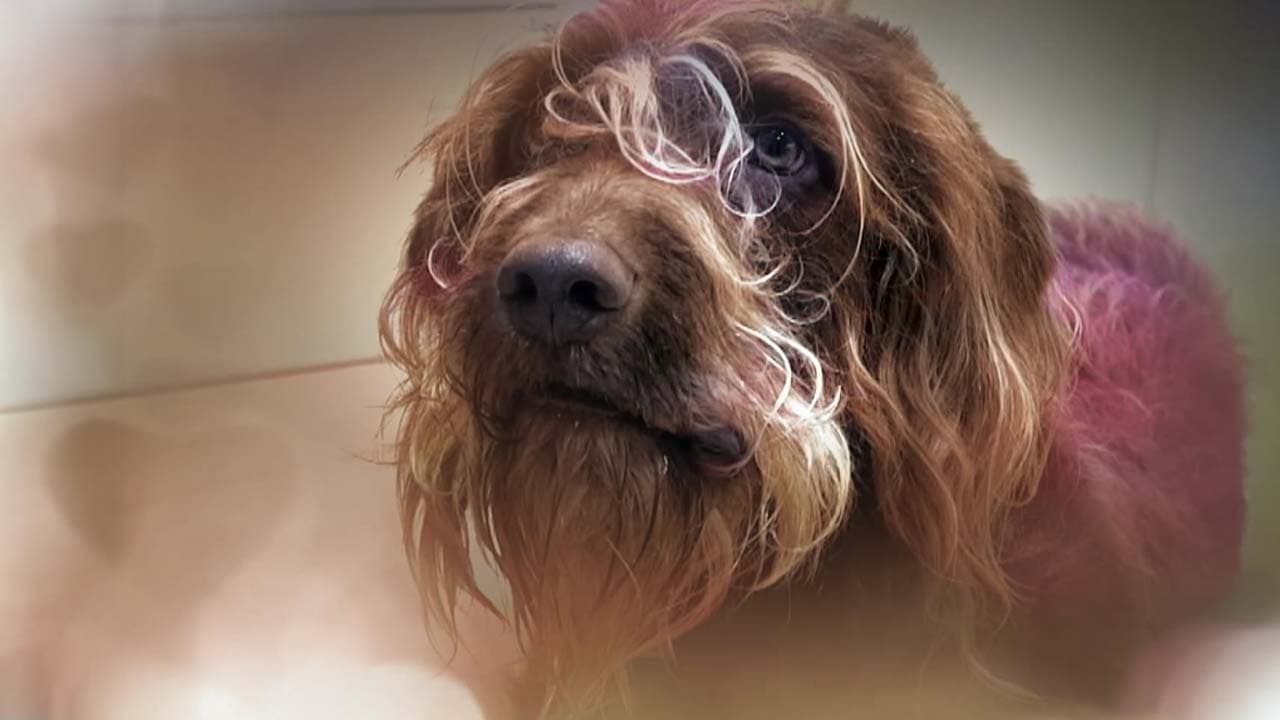 Superstar Dogs