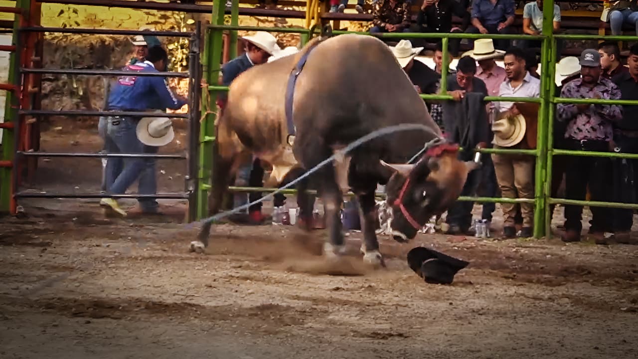 Ahí viene el Toro