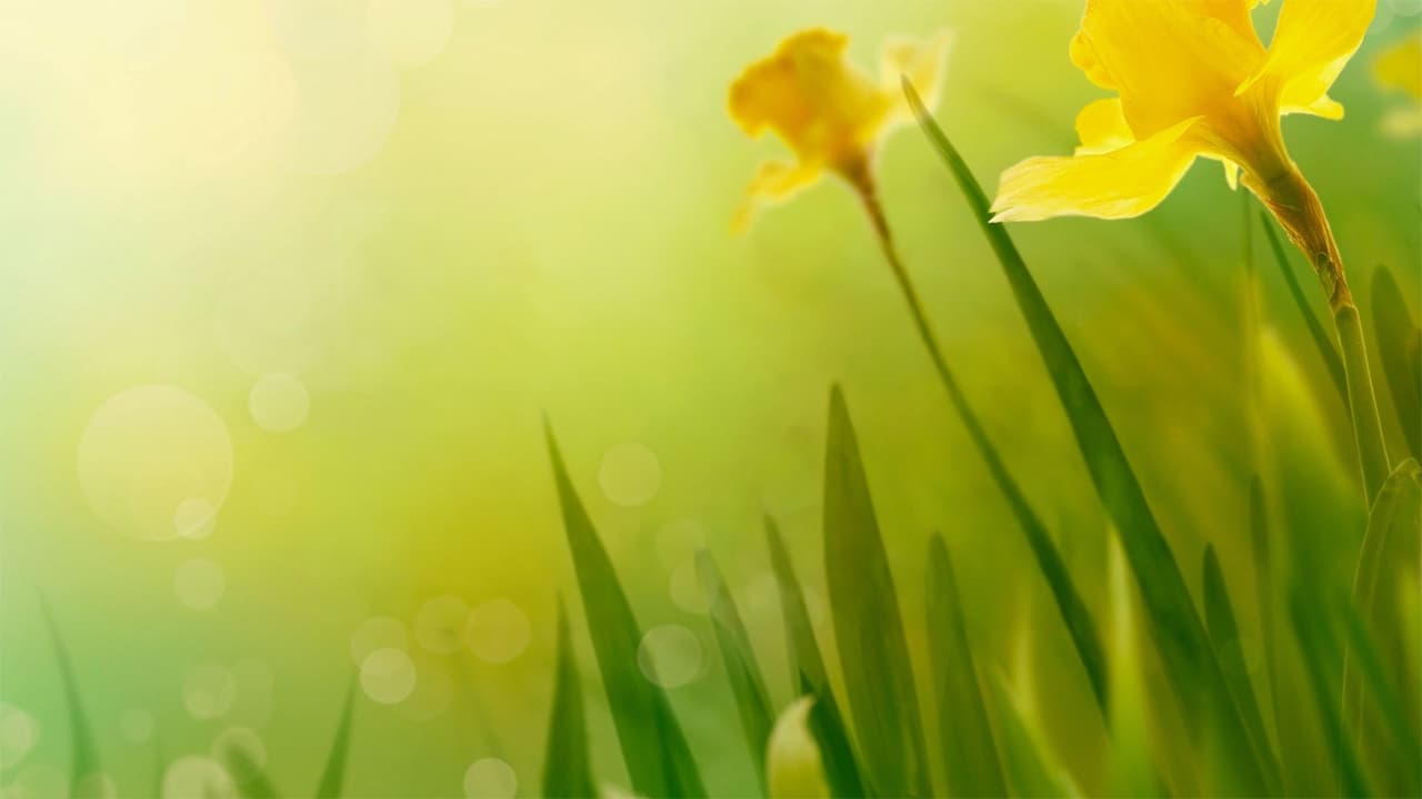 Spring Escape