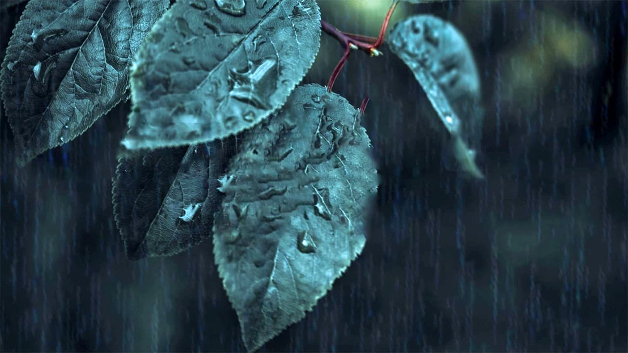 Relaxing Rain