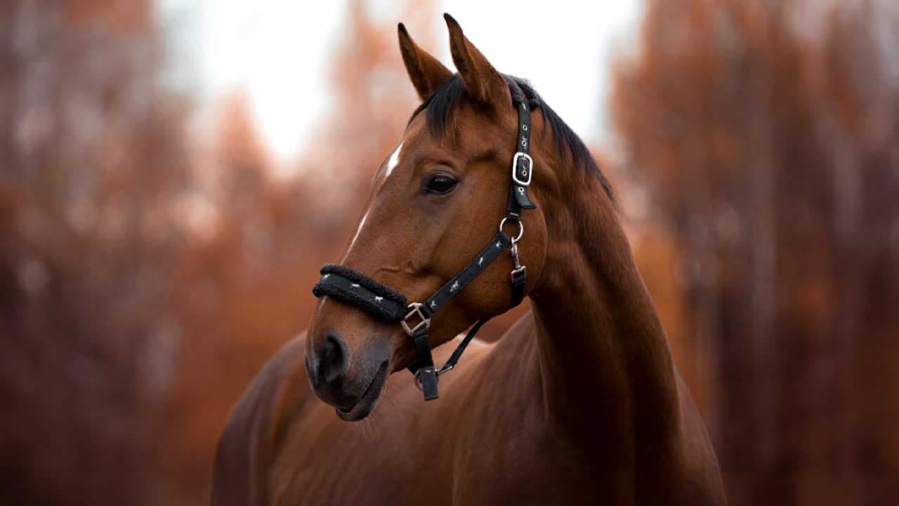 Horse Talk