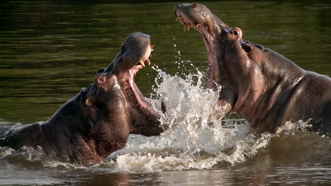 Myths of the Congo