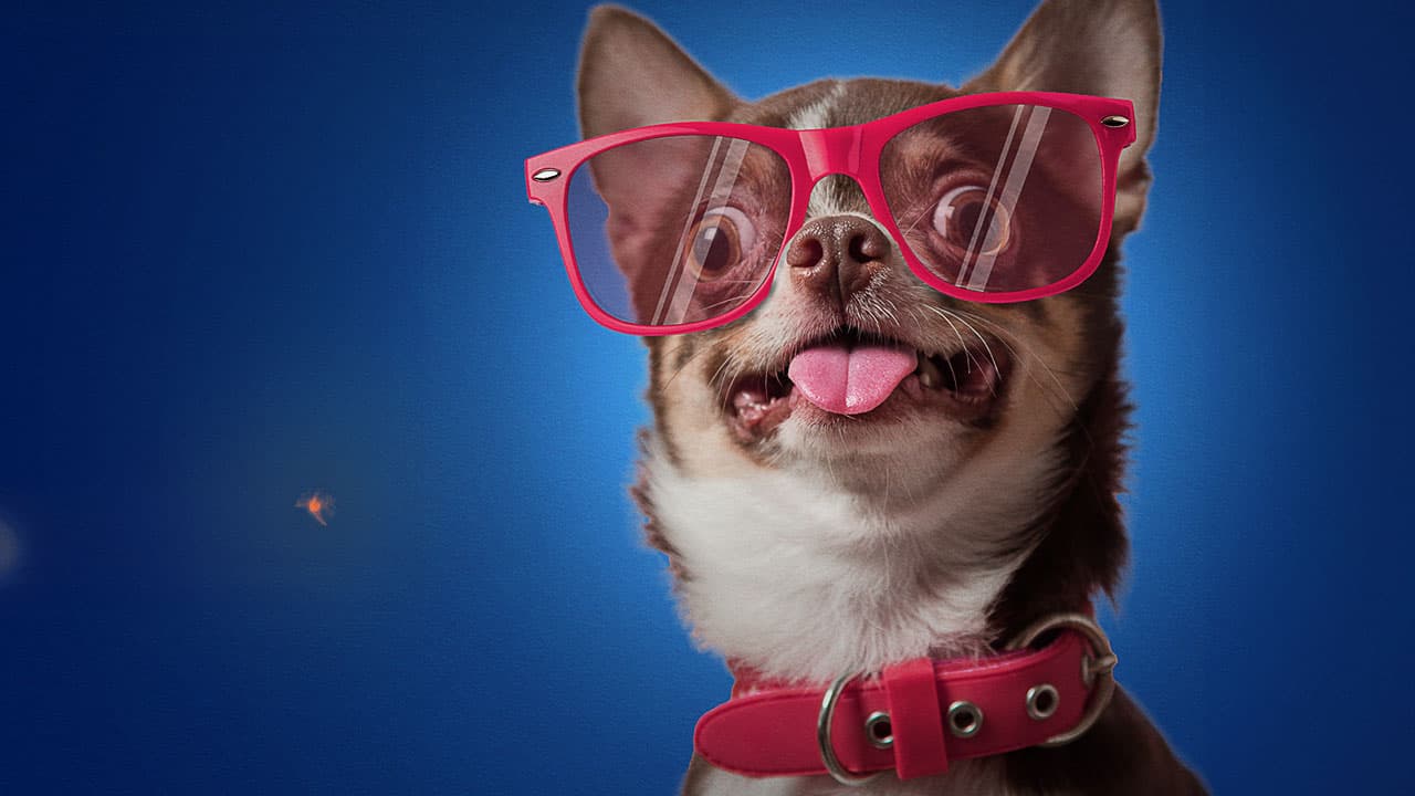Funniest Pets and People