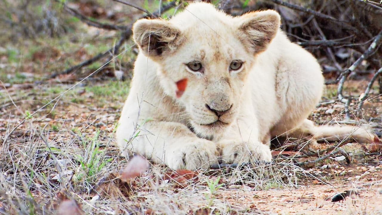White Lions – Born Wild