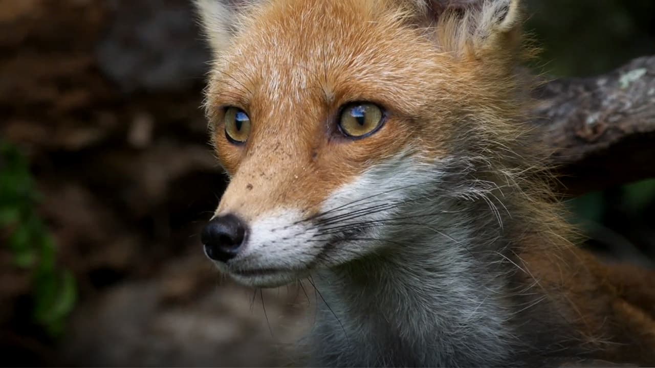 New Animal Kingdom: Japan