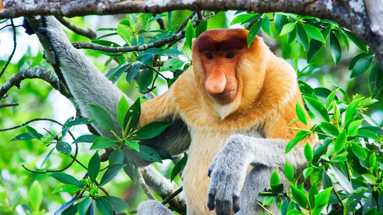 Islands In Time: A Wildlife Odyssey