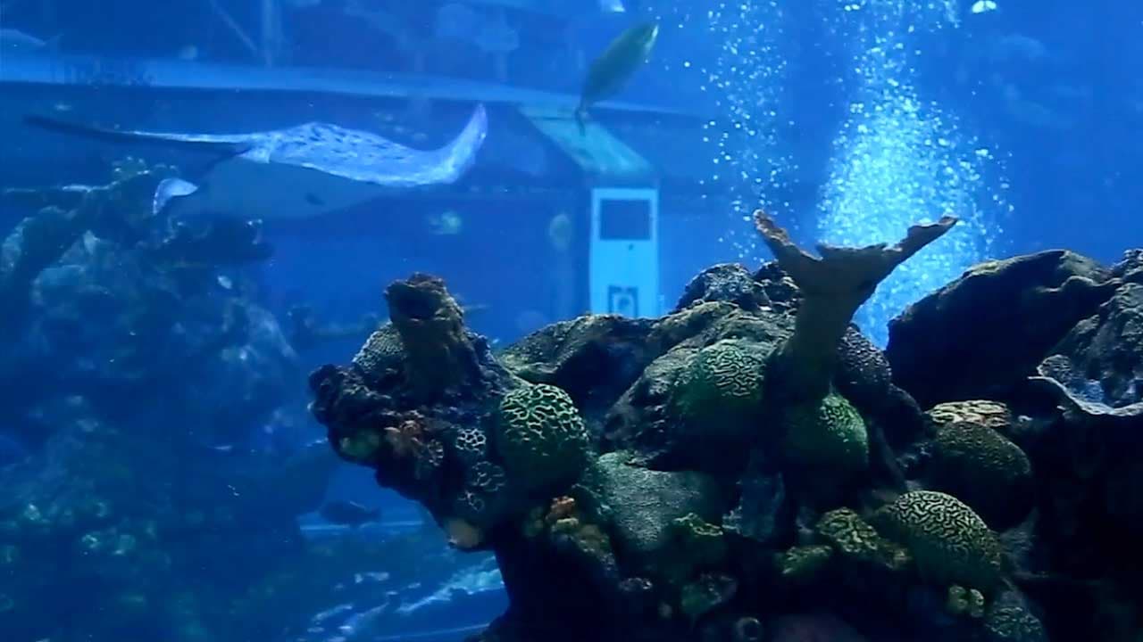 Aquarium:Salt Water Fish Tanks