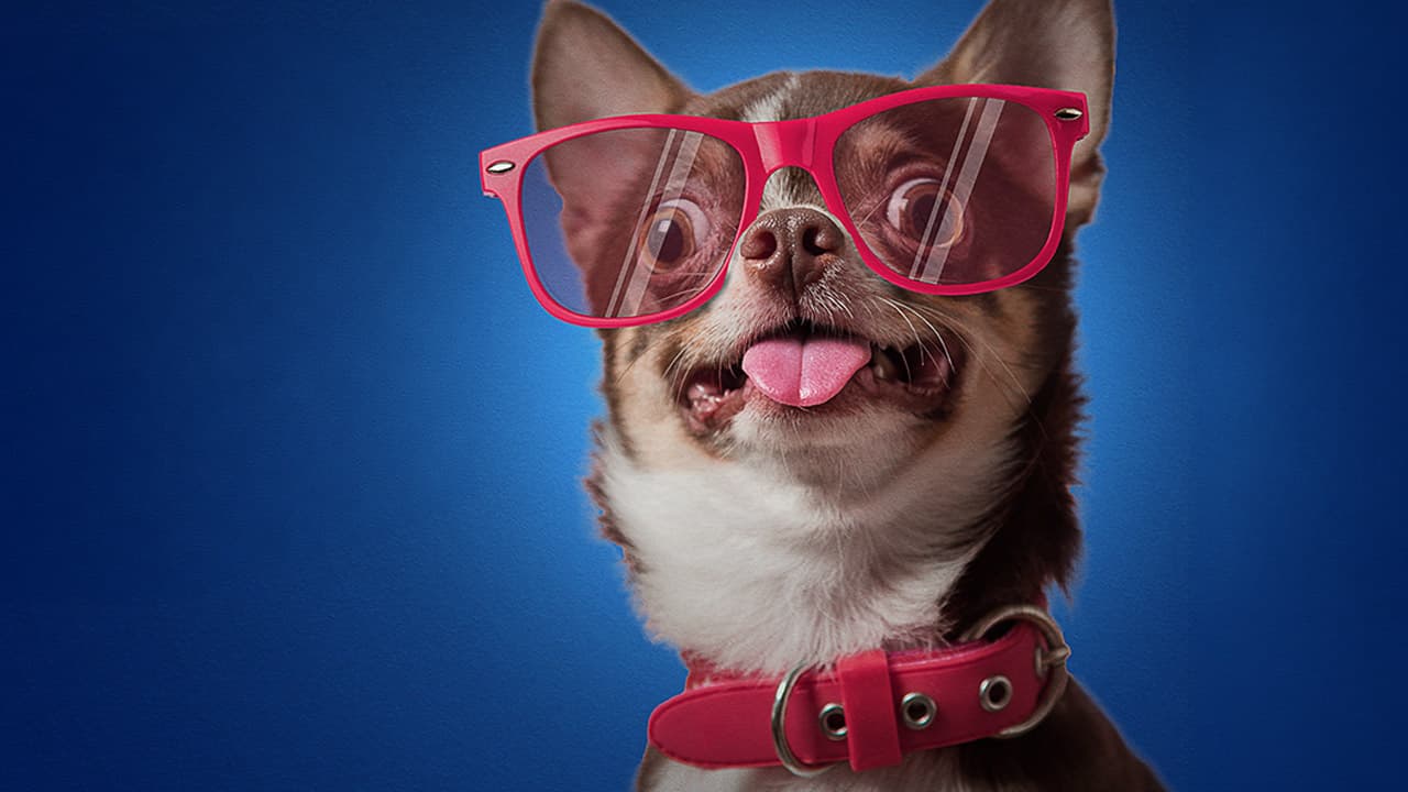Mascotas y personas más divertidas