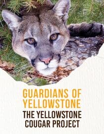 Guardians of Yellowstone: The Yellowstone Cougar Project