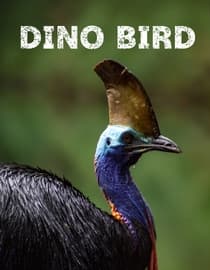 Dino Bird