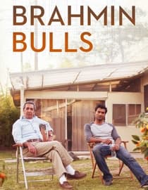 Brahmin Bulls