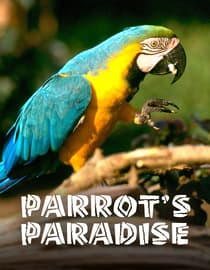 Parrot's Paradise