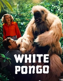 White Pongo