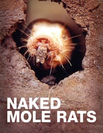 Naked Mole Rats