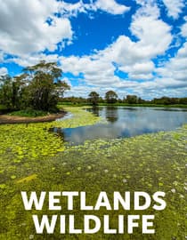 Wetlands Wildlife