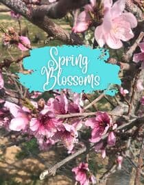 Spring Blossoms