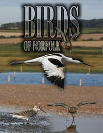 Birds Of Norfolk