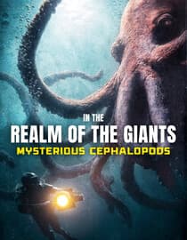 In the Realm of the Giants: Mysterious Cephalopods