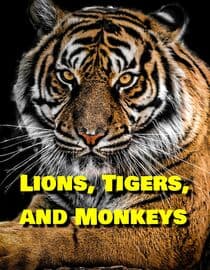 Lions, Tigers, and Monkeys