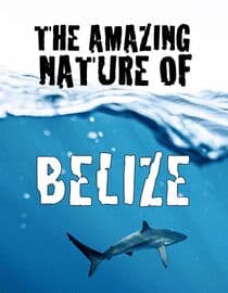 The Amazing Nature of Belize
