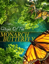 Flight of the Monarch Butterfly