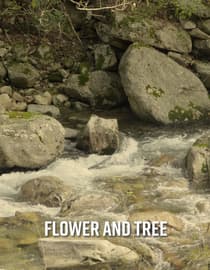 Flower and Tree