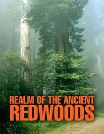 Realm of the Ancient Redwoods