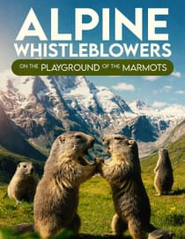 Alpine Whistleblowers: On the Playground of the Marmots