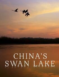 China's Swan Lake