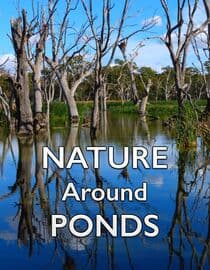 Nature Around Ponds