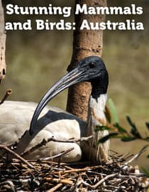 Stunning Mammals and Birds: Australia