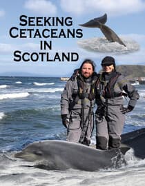 Seeking Cetaceans in Scotland