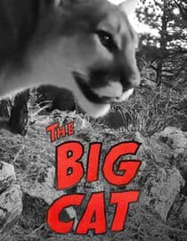 The Big Cat