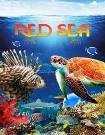 Red Sea