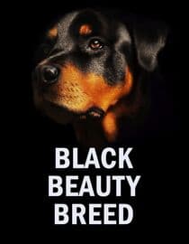 Black Beauty Breed