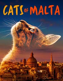 Cats of Malta