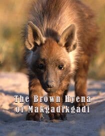 The Brown Hyena of Makgadikgadi