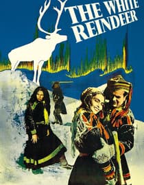The White Reindeer