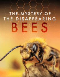 The Mystery of the Disappearing Bees