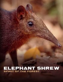 Elephant Shrew - Spirit of the Forest
