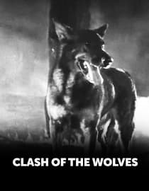 Clash of the Wolves