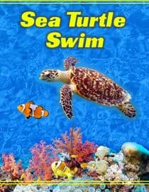 Sea Turtle Swim