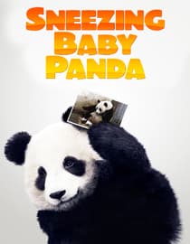 Sneezing Baby Panda