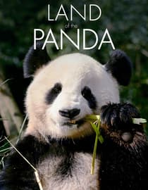 Land of the Panda