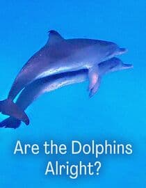 Are the Dolphins Alright?