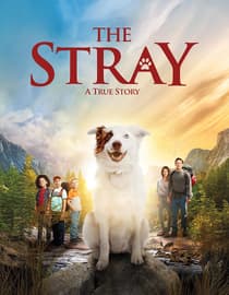 The Stray