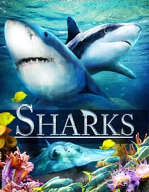 Sharks